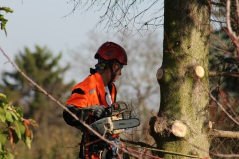 Kácení a prořezy stromů