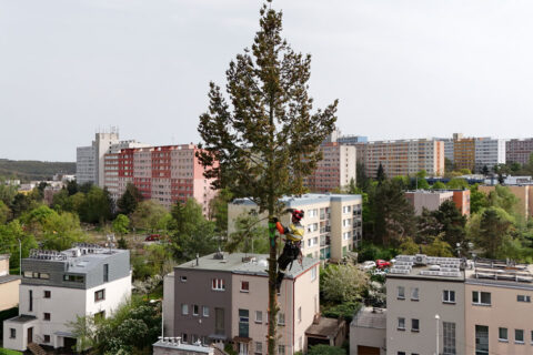 Kácení vysokých stromů v Praze – Reference